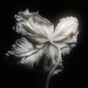 𝟷𝟷𝟷﹒αrcαdiα﹒revamp