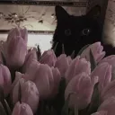 Mae's Luvs ꨄ