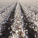 The Cotton Fields