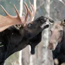 Garden of Meese