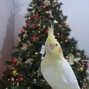 ❄🦜Пᴏᴨƴᴦᴀӣᴄᴛʙᴏ🦜❄
