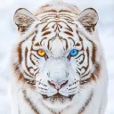 Tiger server