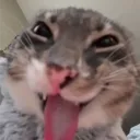 aaaa