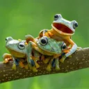 The Frog Bog