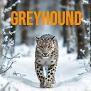 Greyhounds