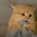 Wokka