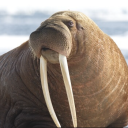 The Walrus
