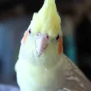 coco_yuriのデス焦げてすとサーバー