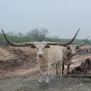 MilkiiWhite's Pasture