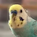 【s542】幸せの青い鳥たち(連盟員以外大歓迎)
