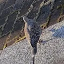 ひまじん