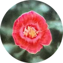 noumena