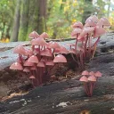 Mycology Club
