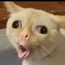 Sus