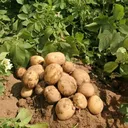 🥔 Potato Farm 🥔