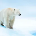 PolarVibes Igloo