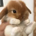 Rabbit Fan Club