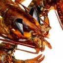Anime red lobster