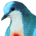 The Pigeon Coop