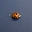 ᶜʰᵃᵒˢ' ᵖᵘʳᵉ ᶜʰᵃᵒˢ ᕕ( ᐛ )ᕗ Discord server icon