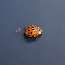 ᶜʰᵃᵒˢ' ᵖᵘʳᵉ ᶜʰᵃᵒˢ ᕕ( ᐛ )ᕗ