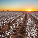 The Cotton Field