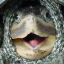 Turtle Gaming