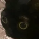 daily cat server