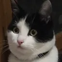 Friskjy Discord