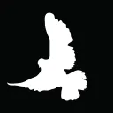 hygienic dress league Boardroom