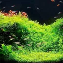 Natural Aquariums's icon