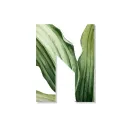 NFT Botanicals
