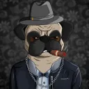 Pugs in Black