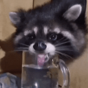 Discovery icon for Raccoons | • Poland™ Discord server