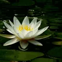 Het Lotusblaadje Discord Server Icon