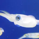 Squid Uncle鱿鱼大叔
