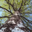 I the Forest