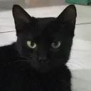 cat house