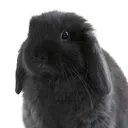與兔子戰鬥者們