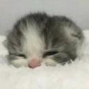https://cdn.discordapp.com/icons/907781588916514836/a54f07b74208303babd5cd73eaf4d5bc.jpg?size=128