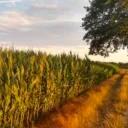 The Cornfield!