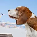 ? dog