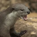 The Otter Den