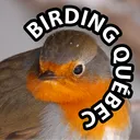 Birding Québec