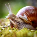 Introverts In Malta (Snails)