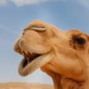 Camelcopia