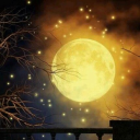 𝕄𝕠𝕠𝕟𝕝𝕚𝕥 𝔽𝕠𝕣𝕖𝕤𝕥 🌲🌙