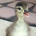 SickDucken