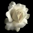 The Ivory Rose