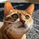 Cat’s Cove Discord Server Icon